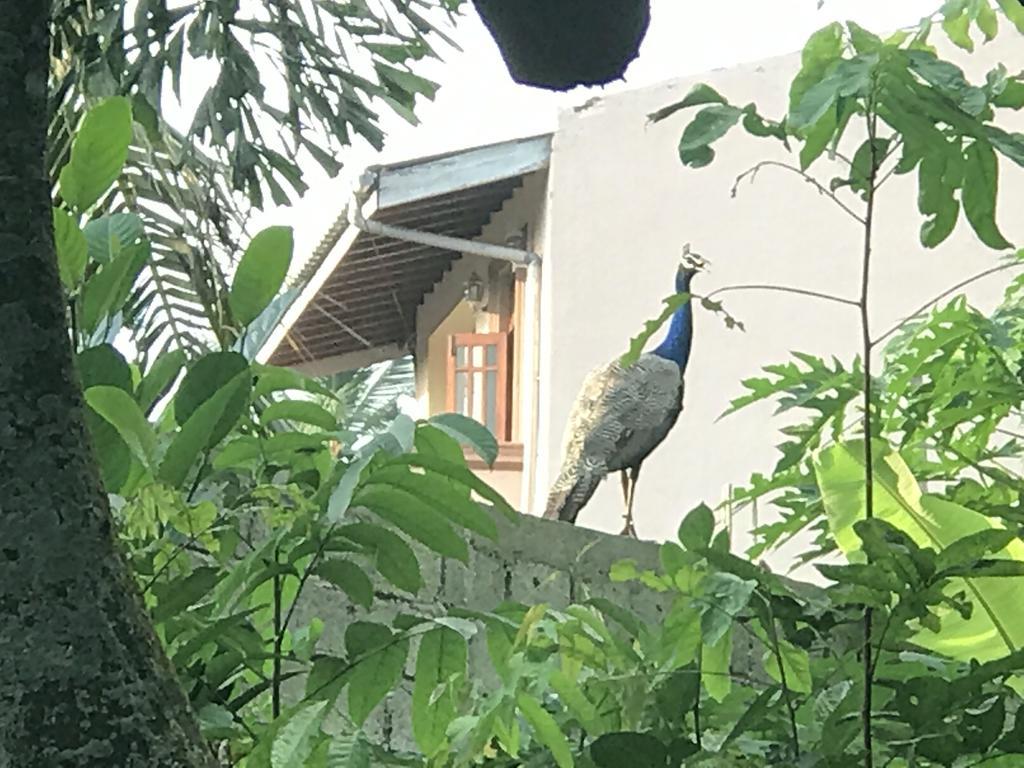 Mount Nature Villa Hikkaduwa Pokój zdjęcie