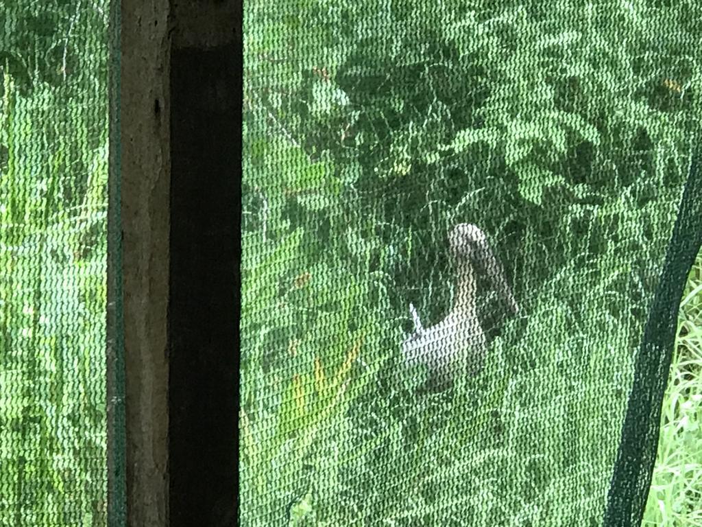 Mount Nature Villa Hikkaduwa Pokój zdjęcie
