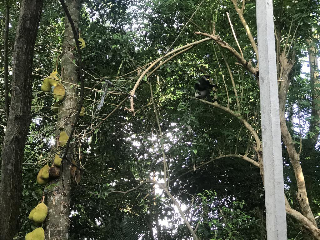 Mount Nature Villa Hikkaduwa Pokój zdjęcie